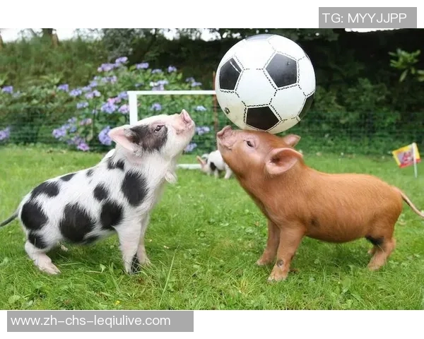 足球小猪的快乐冒险之旅与梦想成真故事 足球小猪的快乐冒险之旅与梦想成真故事